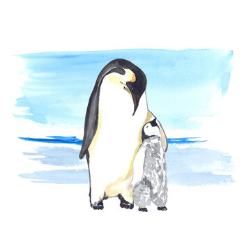 Watercolor illustration of a little penguin with mom penguin. Perfect for printing, textile, web design, souvenirs, photo albums, scrapbooking and many other creative ideas.