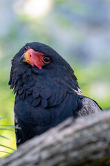 Bateleur (Terathopius ecaudatus) behind a trunk looking towards the camera with his head tilted