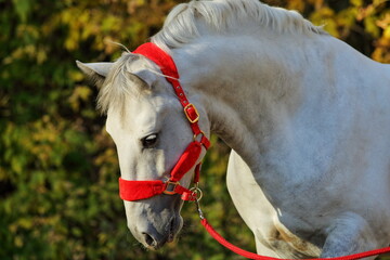 Andalusian dapple gray saddle horse portrait against autumn yellow nature background
