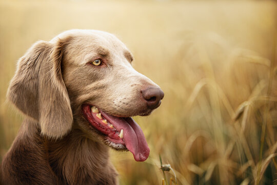 Portrait of a long hair Weimaraner in the Field