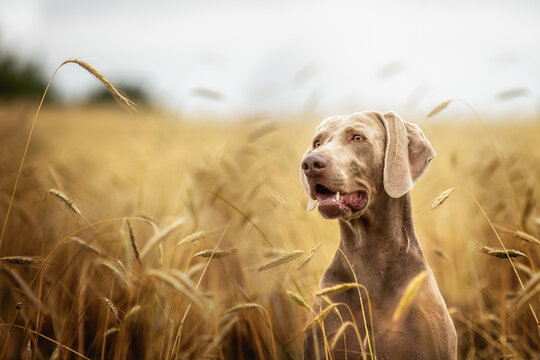 Portrait of a Weimaraner in the field
