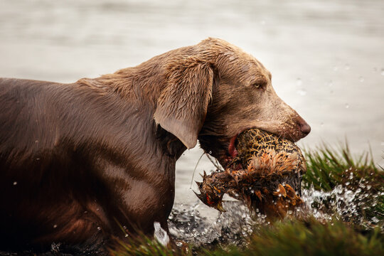 Weimaraner retrieving a bird near the water