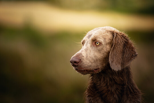 Portrait of a long haired Weimaraner in the field