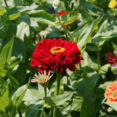 Zinnia elegans or violacea - Common zinnia or Youth-and-age with red double petals, yellow florets surrounded its purple brown disk center