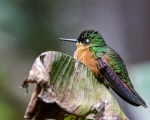 A tiny, fluffy, hummingbird resting on a large leaf in a rainy twilight