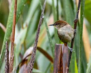 A little bird perched on a cattail in the swamp