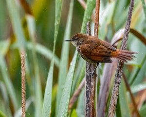 A little bird perched on a cattail in the swamp