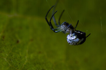 SPIDER, ARAÑA