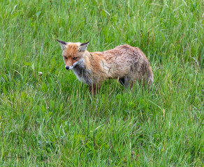 Naklejka na ściany i meble Red Fox (Vixen) foraging for food for her cubs, summer '20 