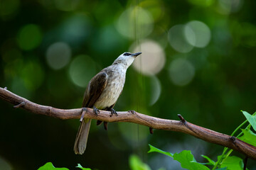 Yellow - vented Bulbul