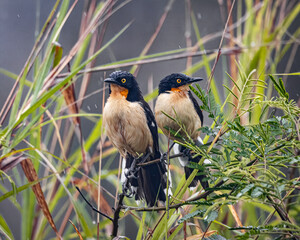 A pair of birds perched on a bush in the middle of the grass at the marsh