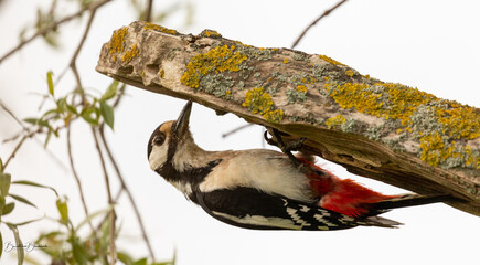 Great spotted woodpecker