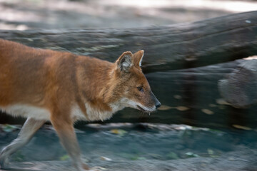 Naklejka na ściany i meble Running Dhole (Asian Wild Dog) with motion blur around him, only face being sharp