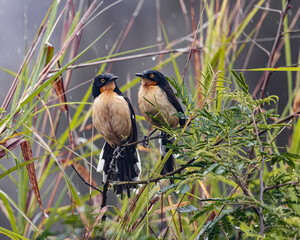 A pair of birds perched on a bush in the middle of the grass at the marsh