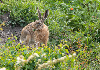 Brown Hare eating its greens