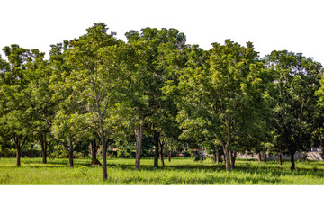 Beautiful landscapes park. Big trees, green grass isolated on white background.