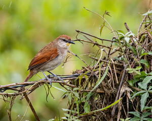 A small bird perched on a barbed wire fence on a rainy morning