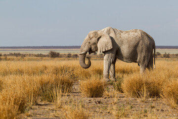 Elephant bull walking on the plains in the late afternoon in Etosha National Park in Namibia