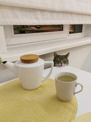 Gray cat at the white kitchen table. Tea drinking with a cat