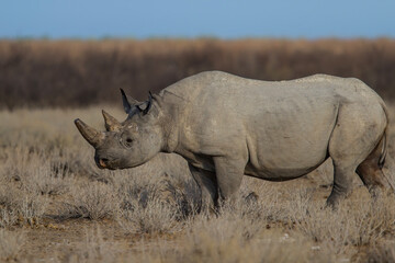 Obraz premium Black rhino bull walking on the plains in Etosha National Park in Namibia