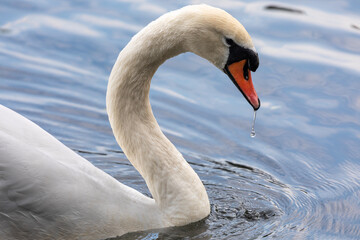 Fototapeta na wymiar Mute Swan, male, neck and head