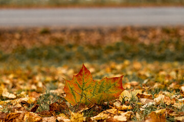 Colorful autumn leaves on the ground