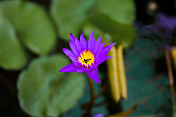 The bee swarm at yellow pollen in the purple or violet lotus