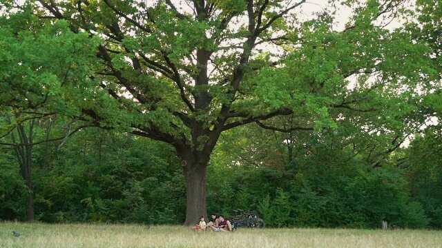 Parents and little son sitting under big oak tree and eating snacks, bicycles standing behind them. Family relaxing at picnic in forest after biking. Concept of nature