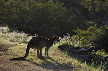 A large male kangaroo in John Forrest National Park