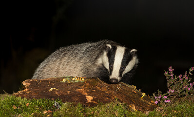 Badger (Scientific name: Meles Meles) Wild, native badger in Autumn foraging on a log.  Facing forward.  Night time image in natural woodland habitat.  Horizontal.  Space for copy.