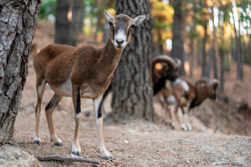 Female goat in the woods looking at camera