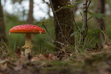 Amanita muscaria mushroom in the forest