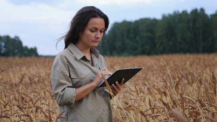 Naklejka na ściany i meble Farmer woman working with tablet on wheat field. agronomist with tablet studying wheat harvest in field. business woman analyzing grain harvest. agricultural business. environmentally