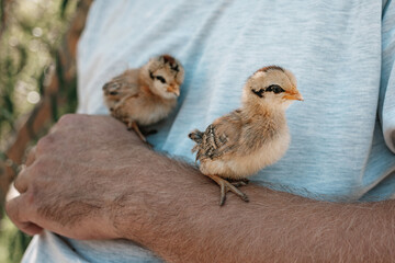 The small newborn chicks in the hands of man