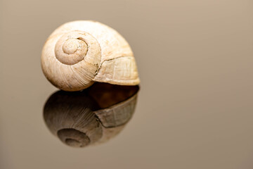 Garden snail shell on reflecting surface close up shot, space for text.