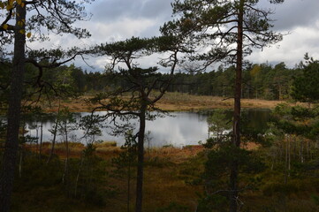 Fototapeta na wymiar Schwedische Landschaft mit See