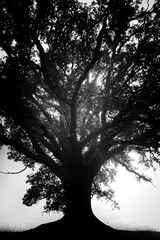 Old English Oak Tree in the morning mist