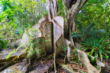 サキシマスオウノキ　西表島