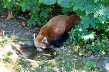 Red Panda at the water hole drinking water with whole body in the frame