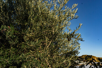 olive tree with olives and sky background