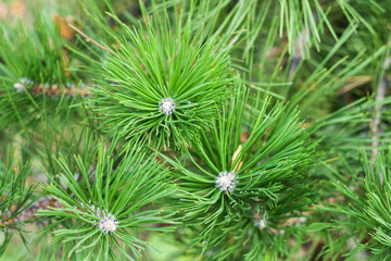 Spruce, green Christmas tree branch in the autumn park, New Year background with copy space for text.