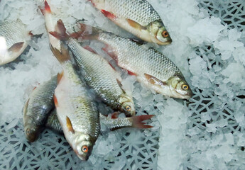 Pescado fresco (Rutilus rutilus) expuesto a la venta en una pescadería. Pescado fresco del río Danubio en hielo para la venta en Tulcea, Rumania.