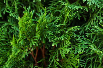 leaves on bush close by in autumn fall day, green background soft focus.