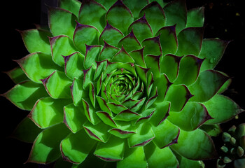 fresh circular plant