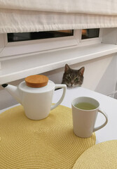 Gray cat at the white kitchen table. Tea drinking with a cat