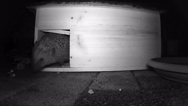 European hedgehog (Erinaceus europaeus) walking around and looking for food.