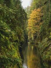 Narrow gorge of the river Kamenice, Bohemian Switzerland National Park, Czech Republic