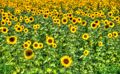 Champ de tournesols à Belcaire, France