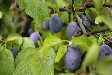 purple plums on the tree