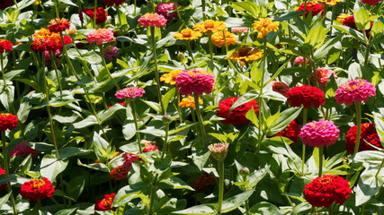 Obraz premium Generous and colorful flowering of elegant zinnia flowers (Zinnia elegans or violacea)